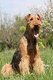 AIREDALE TERRIER 160